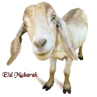 eid-ul-adha-funny-photo