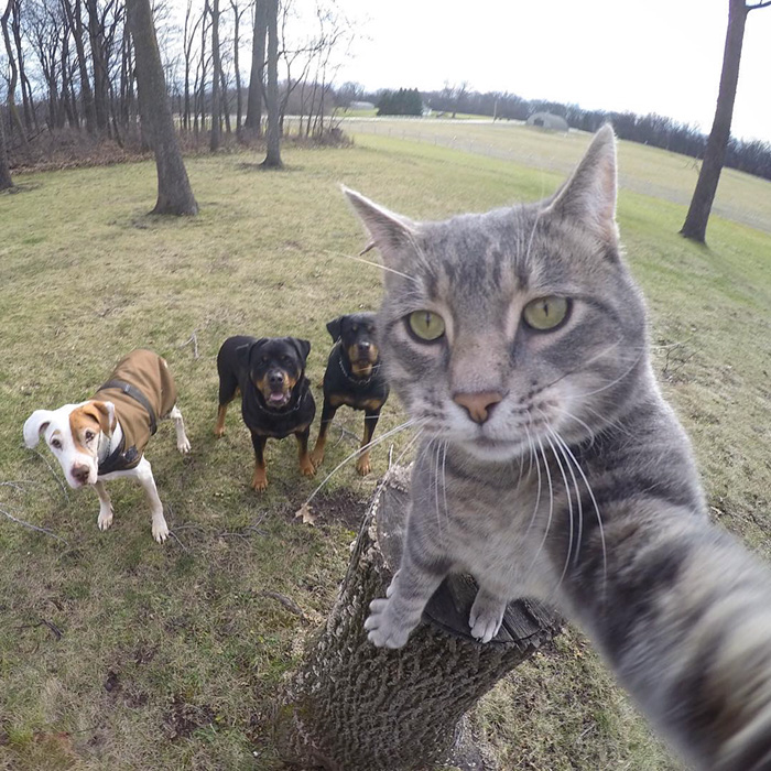 manny-cat-takes-selfies-dogs-gopro-13